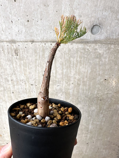 【現品限り】コミフォラ・クラウセリアーナ【S58】 Commiphora kraeuseliana
