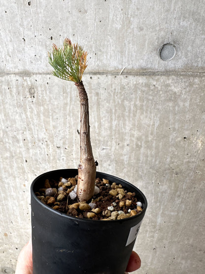 【現品限り】コミフォラ・クラウセリアーナ【S58】 Commiphora kraeuseliana