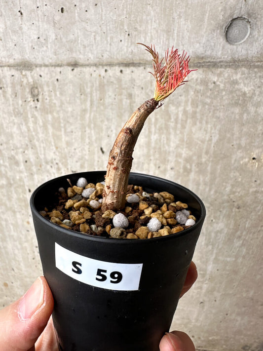 【現品限り】コミフォラ・クラウセリアーナ【S59】 Commiphora kraeuseliana