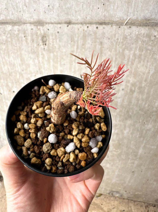 【現品限り】コミフォラ・クラウセリアーナ【S59】 Commiphora kraeuseliana