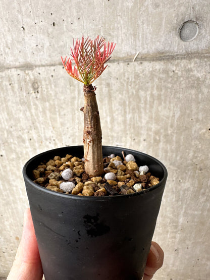 【現品限り】コミフォラ・クラウセリアーナ【S59】 Commiphora kraeuseliana