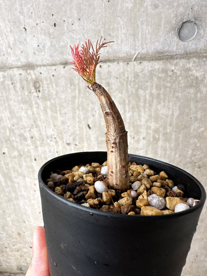 【現品限り】コミフォラ・クラウセリアーナ【S59】 Commiphora kraeuseliana