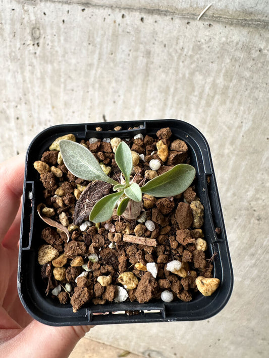 【現品限り】フォークイエリア・コルムナリス 観峰玉【S5】 Fouquieria columnaris