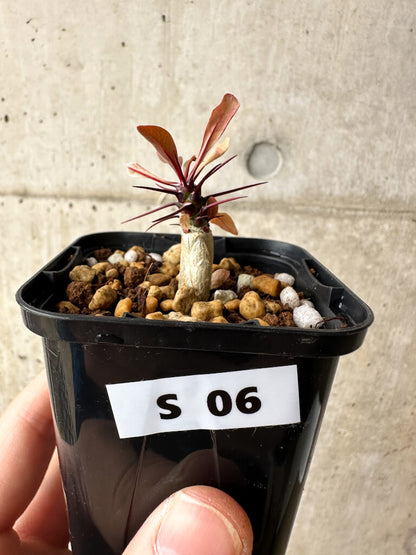 【現品限り】フォークイエリア・ファシクラータ【S6】 Fouquieria fasciculata