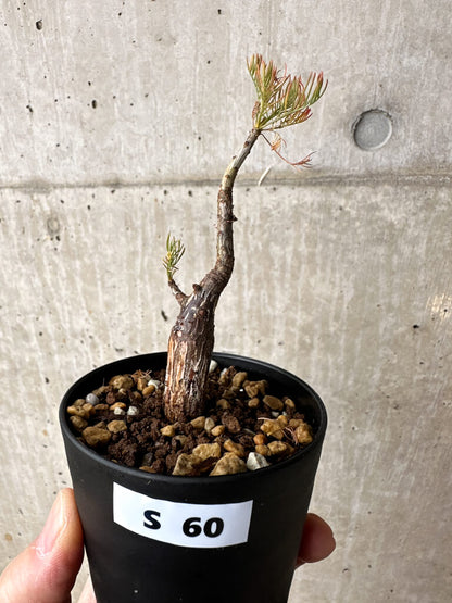 【現品限り】コミフォラ・クラウセリアーナ【S60】 Commiphora kraeuseliana