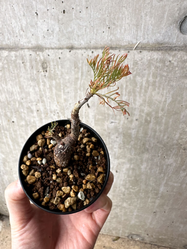 【現品限り】コミフォラ・クラウセリアーナ【S60】 Commiphora kraeuseliana