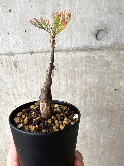 【現品限り】コミフォラ・クラウセリアーナ【S60】 Commiphora kraeuseliana