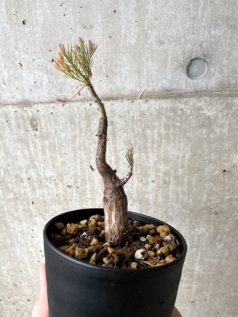 【現品限り】コミフォラ・クラウセリアーナ【S60】 Commiphora kraeuseliana