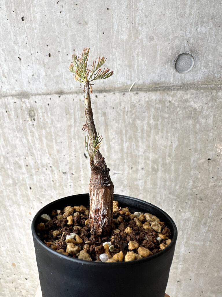 【現品限り】コミフォラ・クラウセリアーナ【S60】 Commiphora kraeuseliana