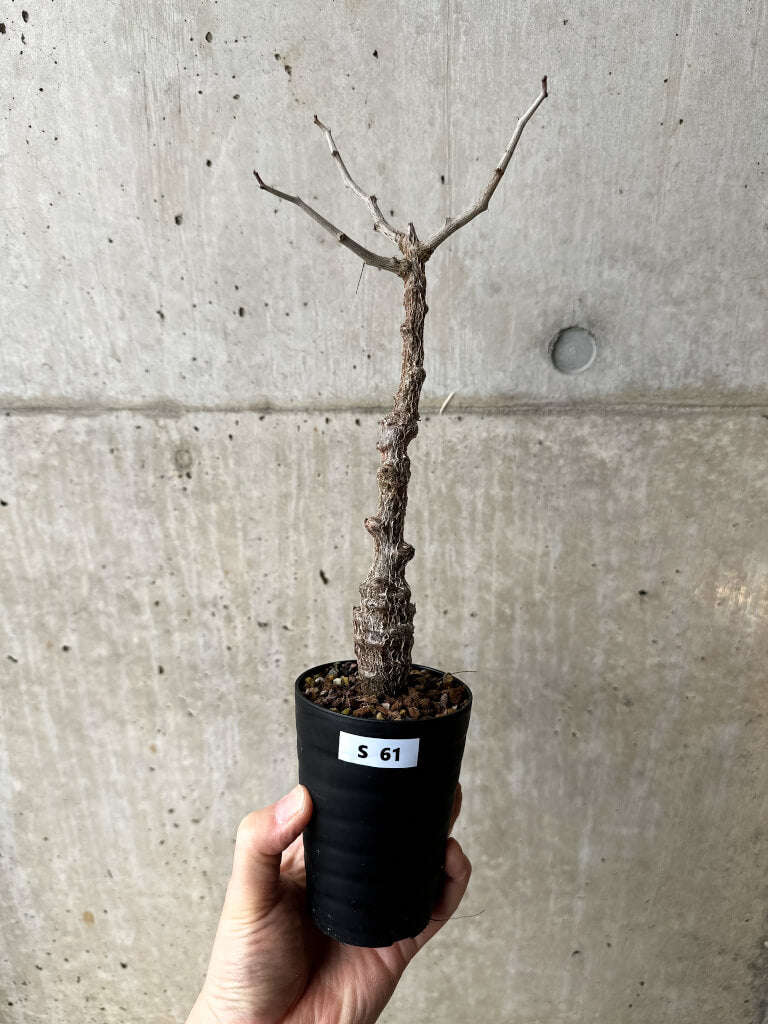 【現品限り】センナ・メリディオナリス 実生【S61】 Senna meridionalis