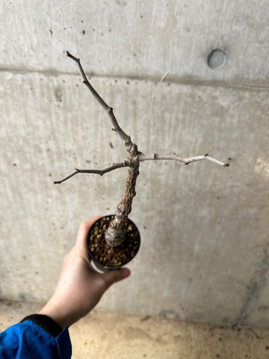 【現品限り】センナ・メリディオナリス 実生【S61】 Senna meridionalis