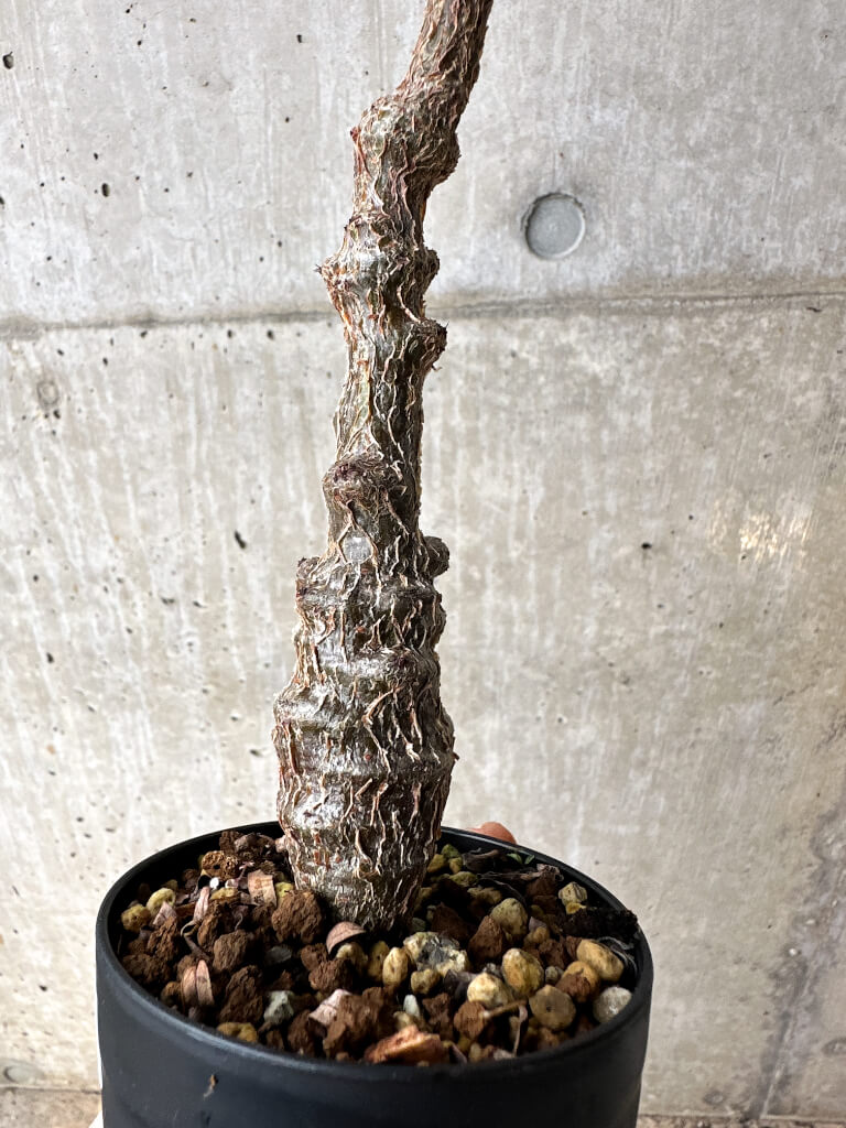 【現品限り】センナ・メリディオナリス 実生【S61】 Senna meridionalis