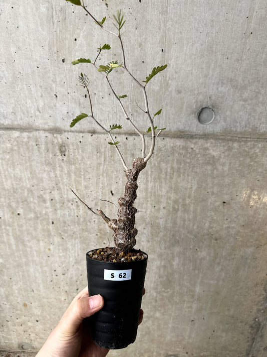 【現品限り】センナ・メリディオナリス 実生【S62】 Senna meridionalis