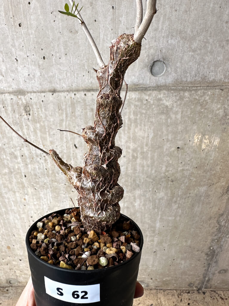 【現品限り】センナ・メリディオナリス 実生【S62】 Senna meridionalis