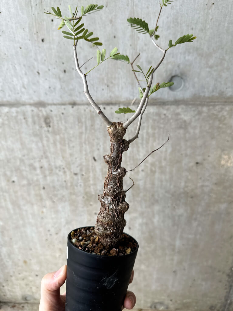 【現品限り】センナ・メリディオナリス 実生【S62】 Senna meridionalis