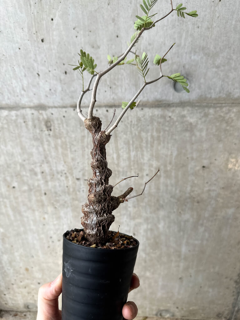 【現品限り】センナ・メリディオナリス 実生【S62】 Senna meridionalis