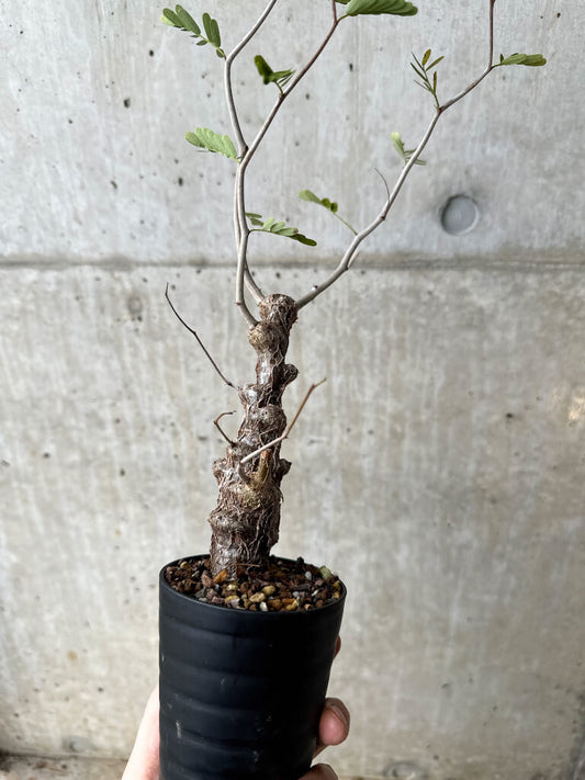 【現品限り】センナ・メリディオナリス 実生【S62】 Senna meridionalis