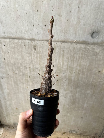 【現品限り】センナ・メリディオナリス 実生【S63】 Senna meridionalis