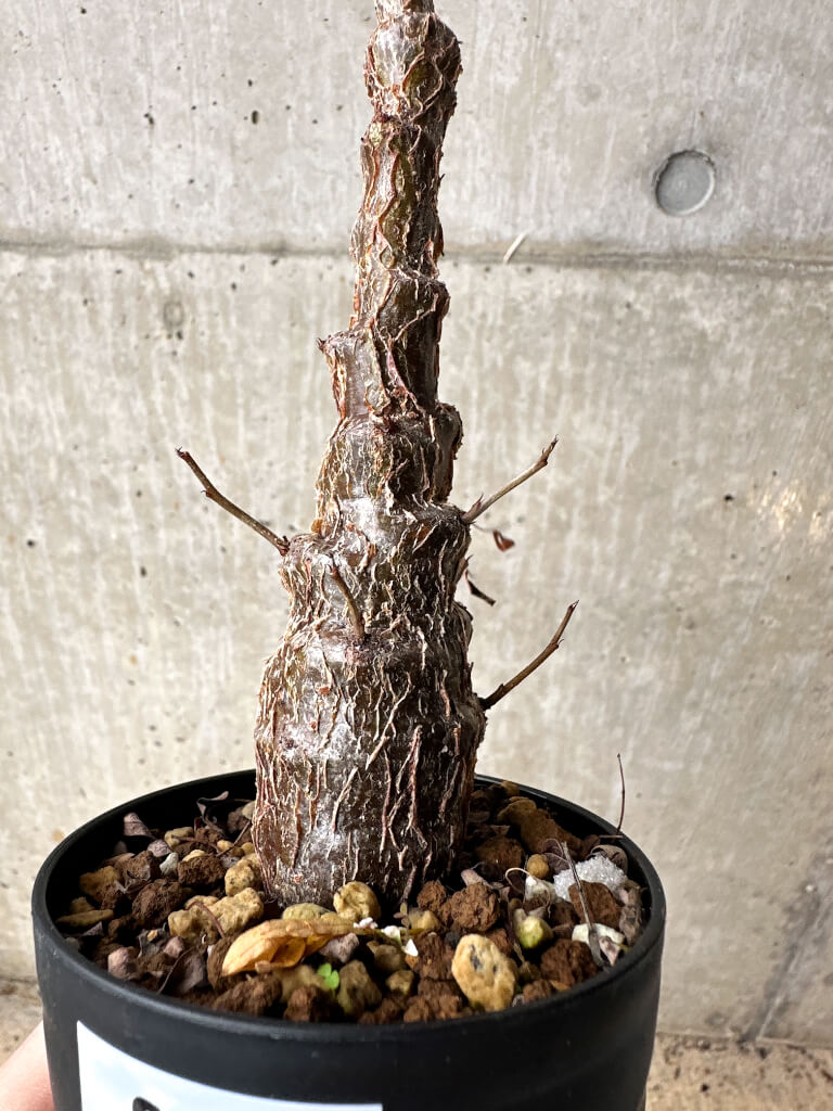 【現品限り】センナ・メリディオナリス 実生【S63】 Senna meridionalis