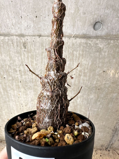 【現品限り】センナ・メリディオナリス 実生【S63】 Senna meridionalis