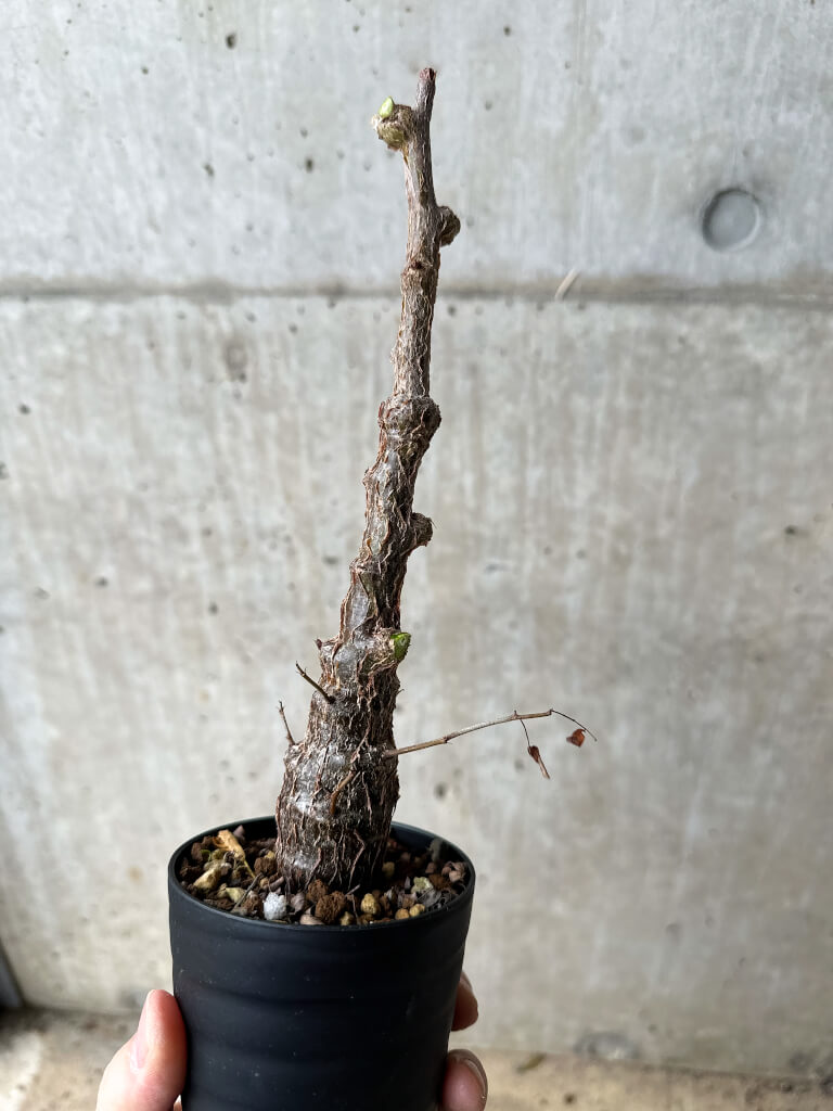 【現品限り】センナ・メリディオナリス 実生【S63】 Senna meridionalis