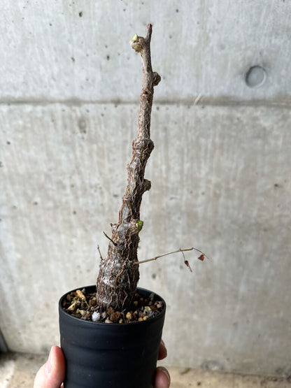 【現品限り】センナ・メリディオナリス 実生【S63】 Senna meridionalis