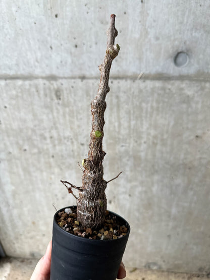 【現品限り】センナ・メリディオナリス 実生【S63】 Senna meridionalis