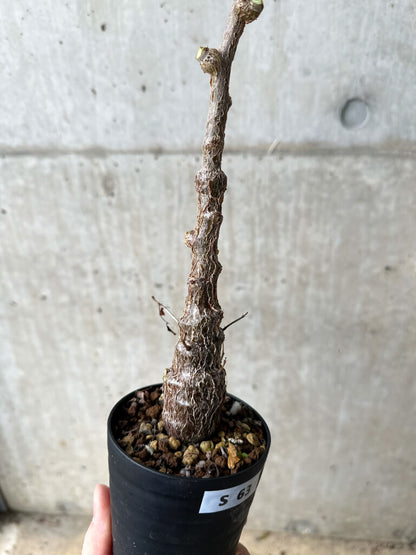 【現品限り】センナ・メリディオナリス 実生【S63】 Senna meridionalis