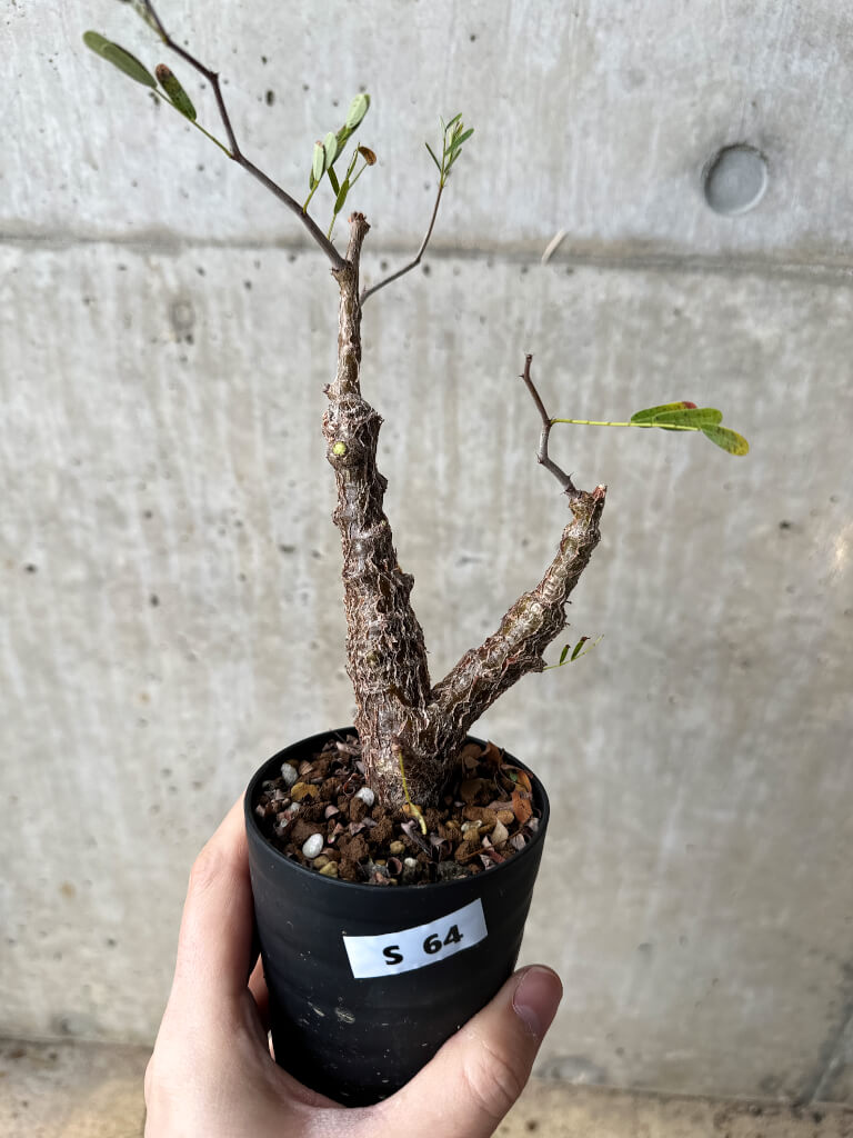 【現品限り】センナ・メリディオナリス 実生【S64】 Senna meridionalis