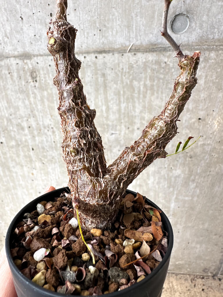 【現品限り】センナ・メリディオナリス 実生【S64】 Senna meridionalis