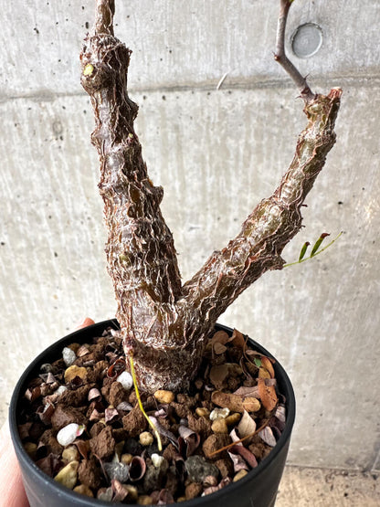 【現品限り】センナ・メリディオナリス 実生【S64】 Senna meridionalis