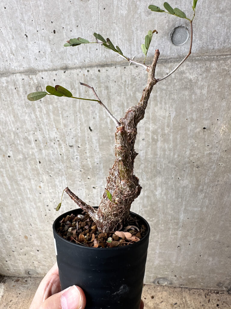 【現品限り】センナ・メリディオナリス 実生【S64】 Senna meridionalis