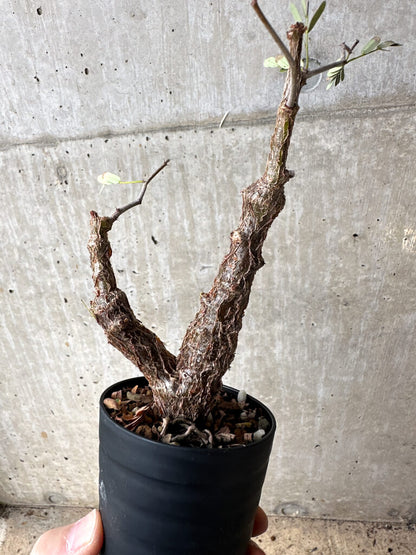 【現品限り】センナ・メリディオナリス 実生【S64】 Senna meridionalis