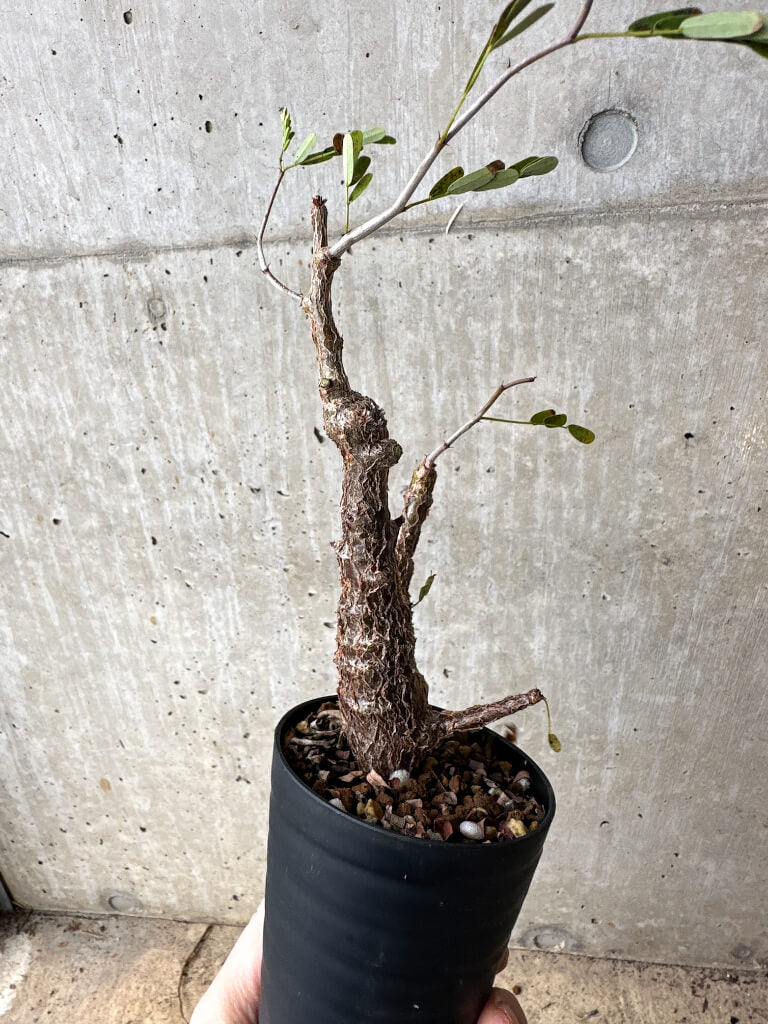 【現品限り】センナ・メリディオナリス 実生【S64】 Senna meridionalis