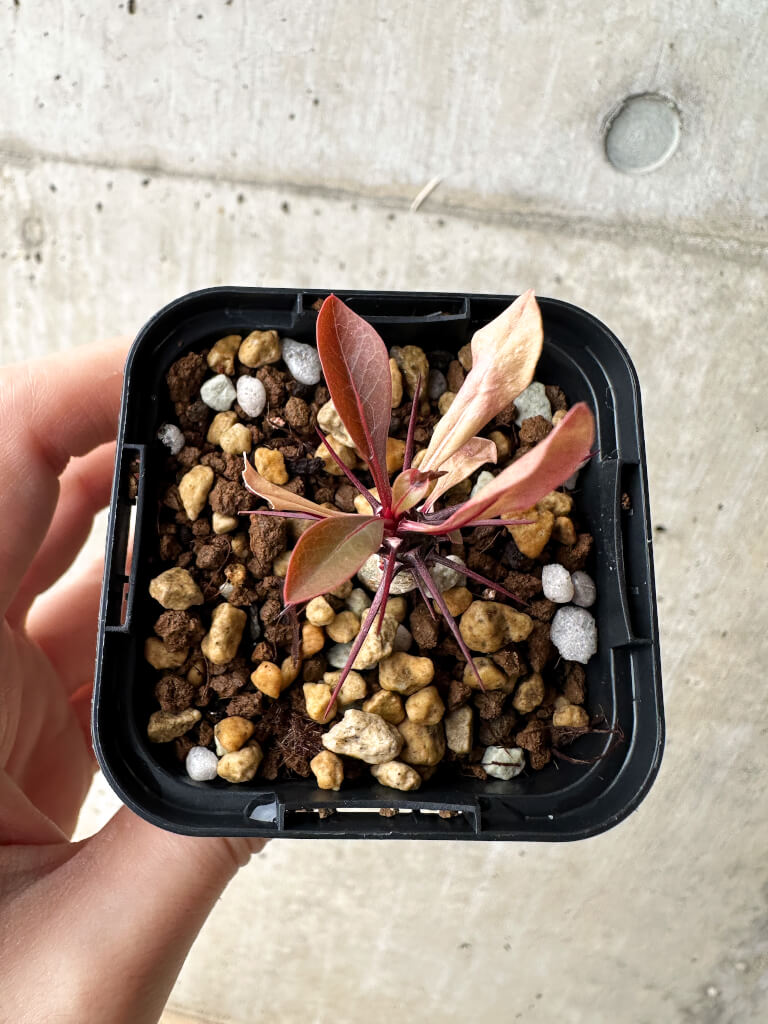 【現品限り】フォークイエリア・ファシクラータ【S6】 Fouquieria fasciculata