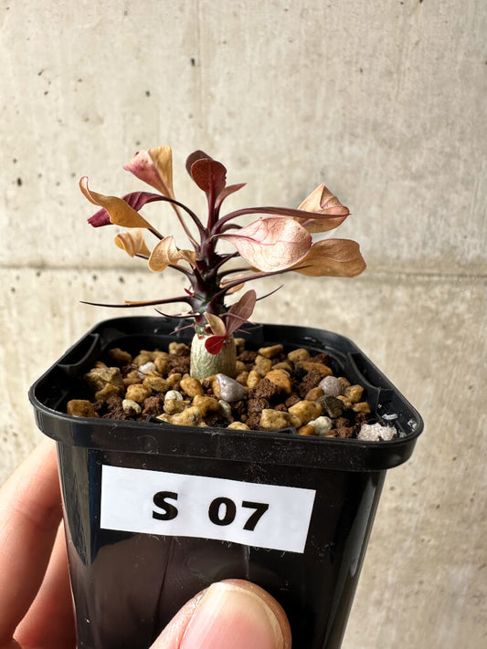 【現品限り】フォークイエリア・ファシクラータ【S7】 Fouquieria fasciculata