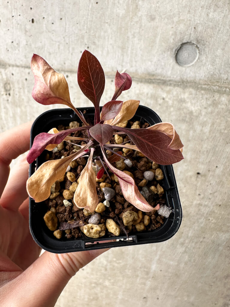 【現品限り】フォークイエリア・ファシクラータ【S7】 Fouquieria fasciculata