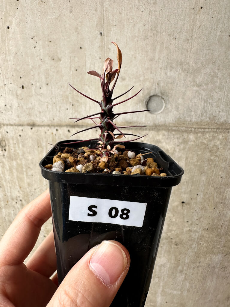 【現品限り】フォークイエリア・ファシクラータ【S8】 Fouquieria fasciculata
