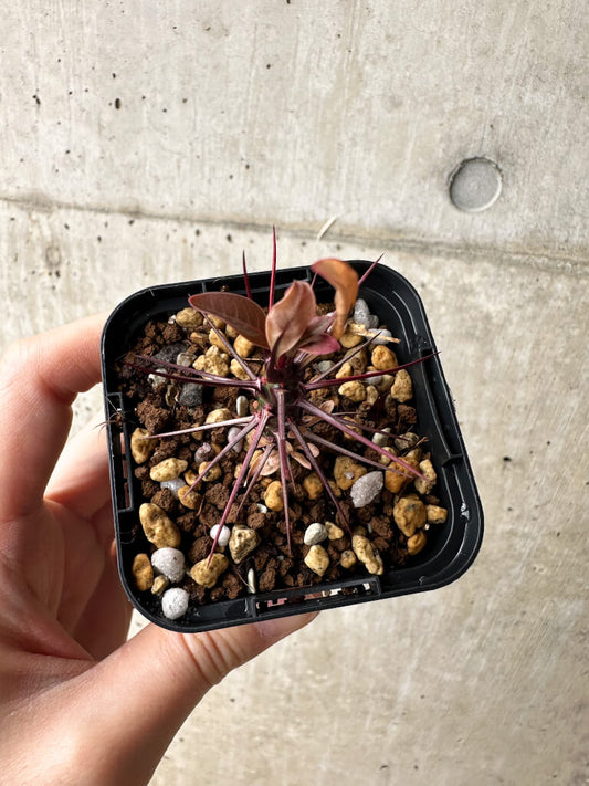 【現品限り】フォークイエリア・ファシクラータ【S8】 Fouquieria fasciculata