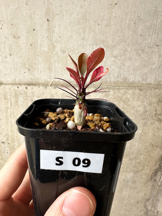 【現品限り】フォークイエリア・ファシクラータ【S9】 Fouquieria fasciculata