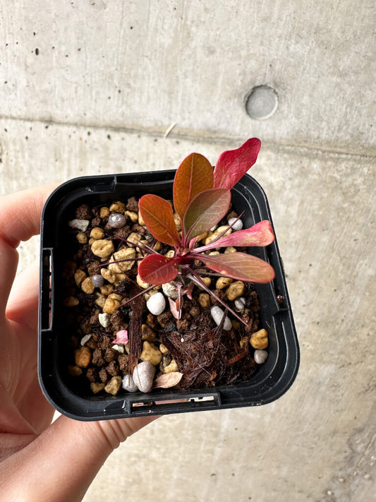 【現品限り】フォークイエリア・ファシクラータ【S9】 Fouquieria fasciculata