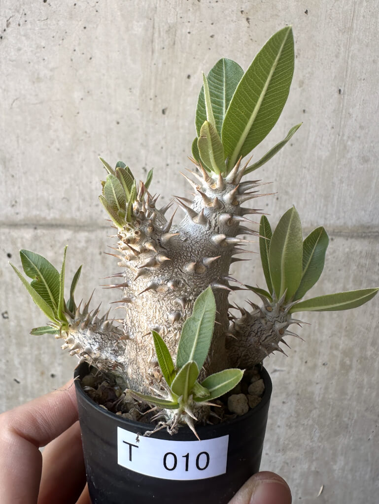 【現品限り】パキポディウム・デンシフローラム【T10】 Pachypodium densiflorum