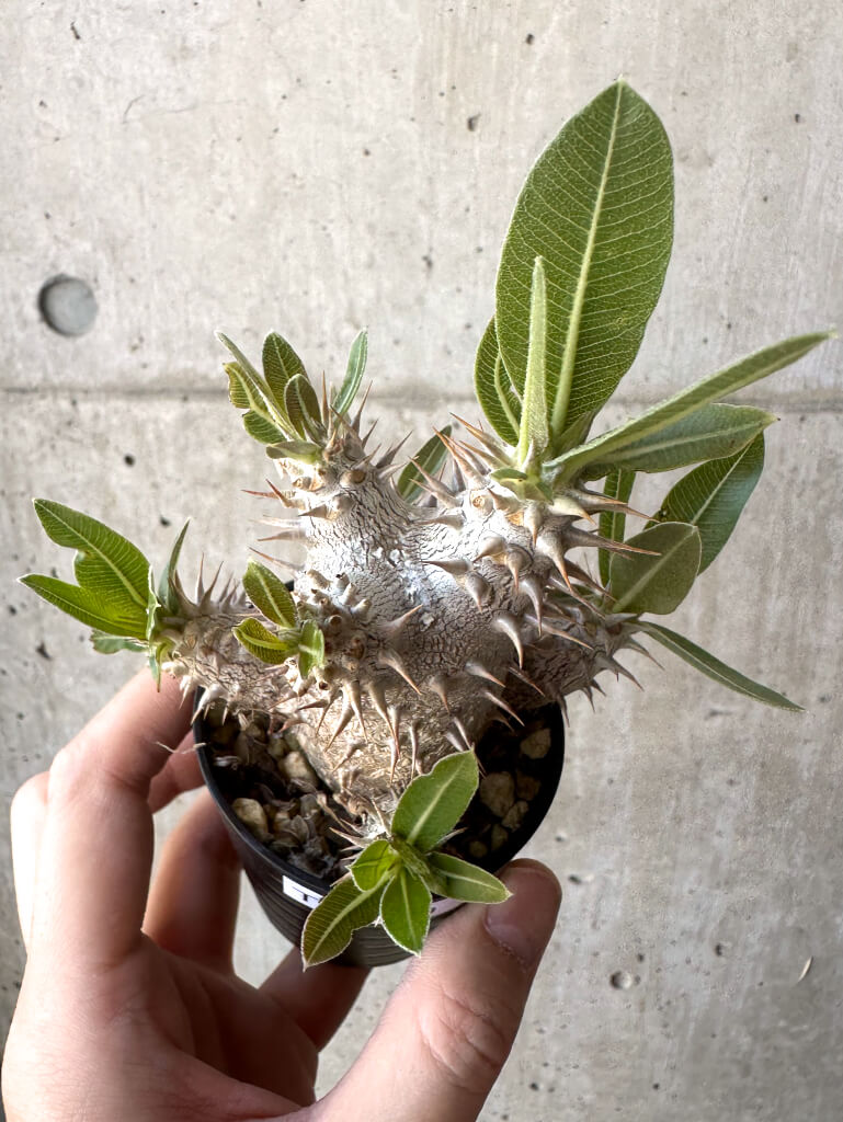 【現品限り】パキポディウム・デンシフローラム【T10】 Pachypodium densiflorum
