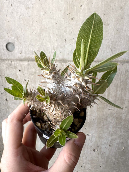【現品限り】パキポディウム・デンシフローラム【T10】 Pachypodium densiflorum