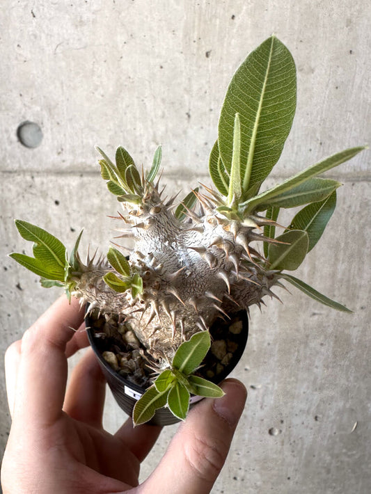 【現品限り】パキポディウム・デンシフローラム【T10】 Pachypodium densiflorum