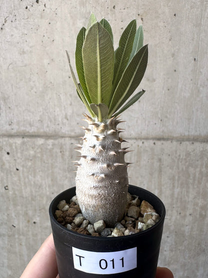 【現品限り】パキポディウム・ロスラーツム 実生【T11】 Pachypodium rosulatum