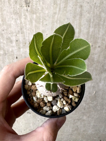 【現品限り】パキポディウム・ロスラーツム 実生【T11】 Pachypodium rosulatum