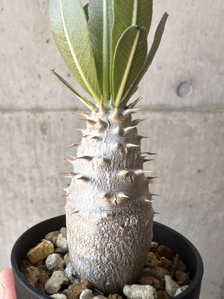 【現品限り】パキポディウム・ロスラーツム 実生【T11】 Pachypodium rosulatum