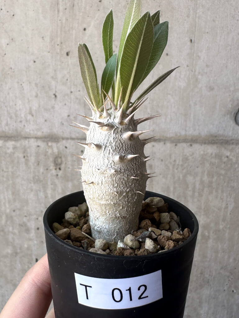 【現品限り】パキポディウム・ロスラーツム 実生【T12】 Pachypodium rosulatum