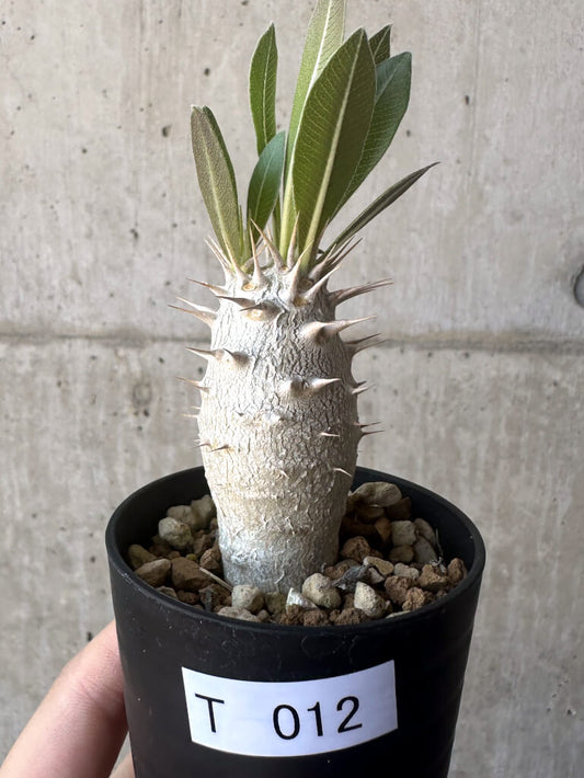 【現品限り】パキポディウム・ロスラーツム 実生【T12】 Pachypodium rosulatum